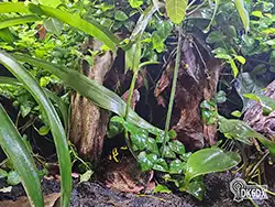 Dendrobates leucomelas 20230629 131427 thumb