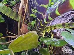 Dendrobates leucomelas 20230808 175149 thumb