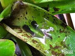 Dendrobates leucomelas 20230808 210719 thumb