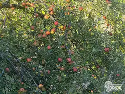 Garten 20250825 182822 thumb