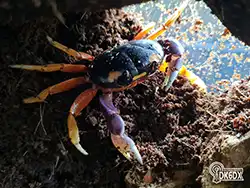 Halloweenkrabben 20220602 093615 thumb