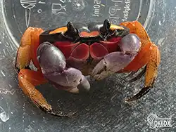 Halloweenkrabben 20250715 160349 thumb