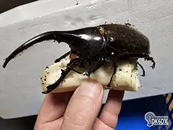 Dynastes hercules 20231029 201835 thumb