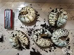 Dynastes hercules 20240115 231050 thumb