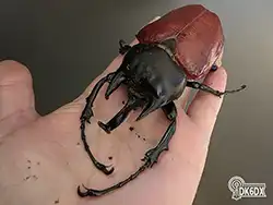 Megasoma actaeon 20250802 134302 thumb