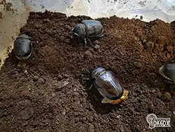 Megasoma actaeon 20250804 220925 thumb