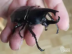 Xylotrupes sumatrensis 20190125 145214 thumb