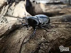 Xylotrupes sumatrensis 20250715 230048 thumb